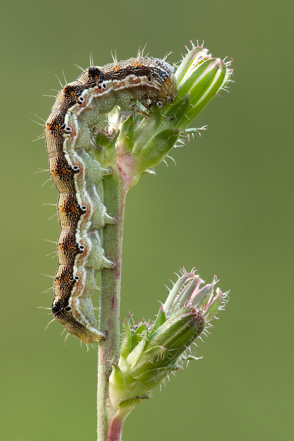 Bruco di... ? - Helicoverpa armigera